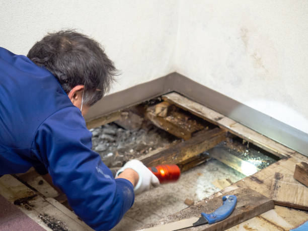 Best HVAC Mold Remediation in Pinckneyvle, IL