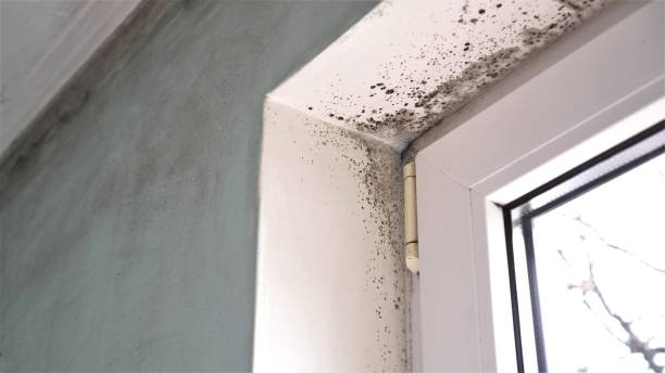 Best Residential Mold Remediation in Pinckneyvle, IL