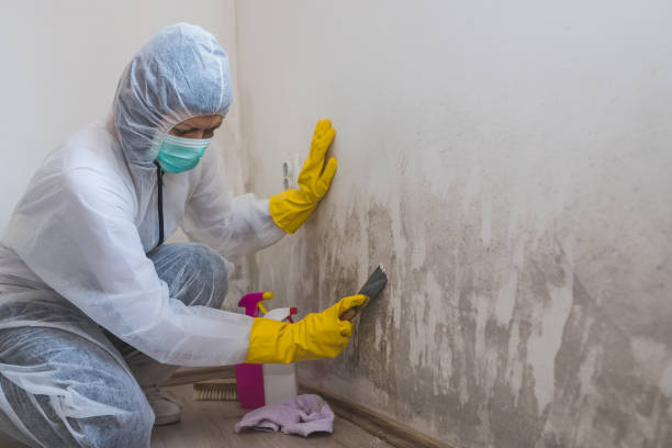 Best Black Mold Remediation in Pinckneyvle, IL