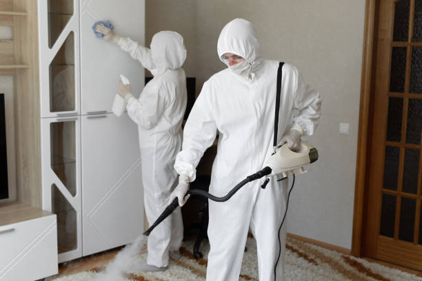 Best Attic Mold Remediation in Pinckneyvle, IL