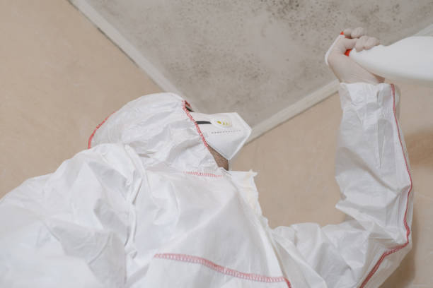 Best Bathroom Mold Remediation in Pinckneyvle, IL