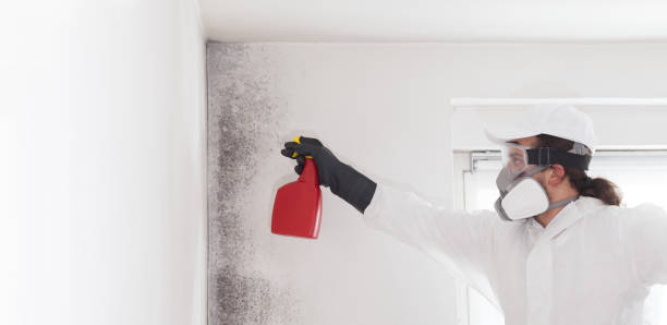 Trusted Pinckneyville, IL Mold Remediation Experts