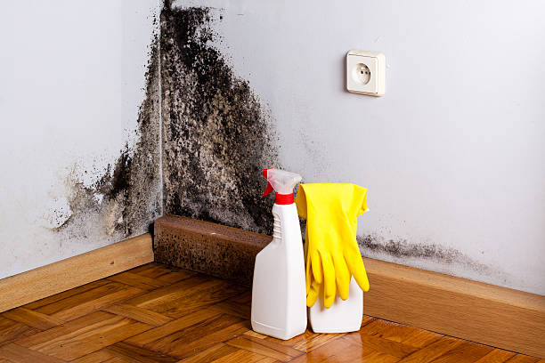Best Mold Remediation for Schools in Pinckneyvle, IL