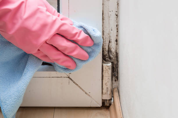 Best Basement Mold Remediation in Pinckneyvle, IL