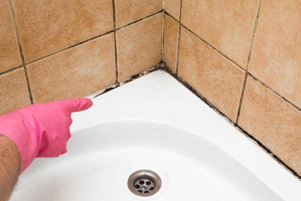 Best Residential Mold Remediation in Pinckneyvle, IL
